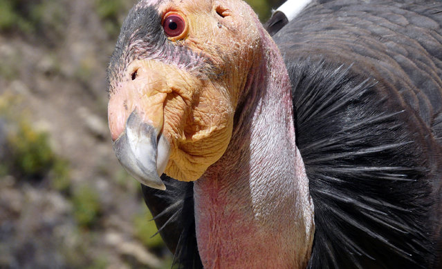This undated photo provided by the U.S. Fish and Wildlife Service shows a California condor, identified as Condor No. 247, near his nest at the Hopper Mountain National Wildlife Refuge near Fillmore in southern California, about 65 miles northwest of Los Angeles.  Officials with the U.S. Fish and Wildlife Service said Monday, February 22, 2016,  that for the first time in decades, more condors hatched and fledged in the wild last year than adult wild condors died. (Photo by Joseph Brandt/U.S. Fish and Wildlife Service via AP Photo)