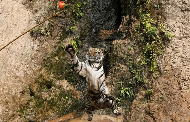 A tiger jumps while it is being trained at the Tiger Temple in Kanchanaburi province, west of Bangkok, Thailand, February 25, 2016. (Photo by Chaiwat Subprasom/Reuters)
