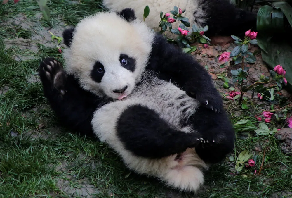 Cute Panda Cubs