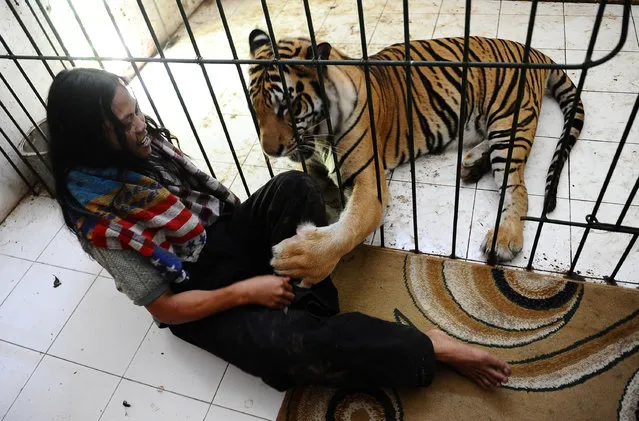 Abdullah Sholeh, 33, sits in the floor next to 6-year-old Bengal tiger Mulan Jamilah's  enclosure on January 20, 2014 in Malang, Indonesia. (Photo by Robertus Pudyanto/Getty Images)