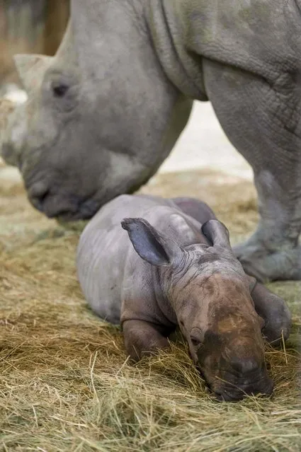 This photograph taken on October 15, 2021 shows an infant rhinoceros named Mosl, born on October 6, and his mother his mother Tala in their enclosure at the Amneville zoological park, in Amneville, eastern France. (Photo by Jean-Christophe Verhaegen/AFP Photo)