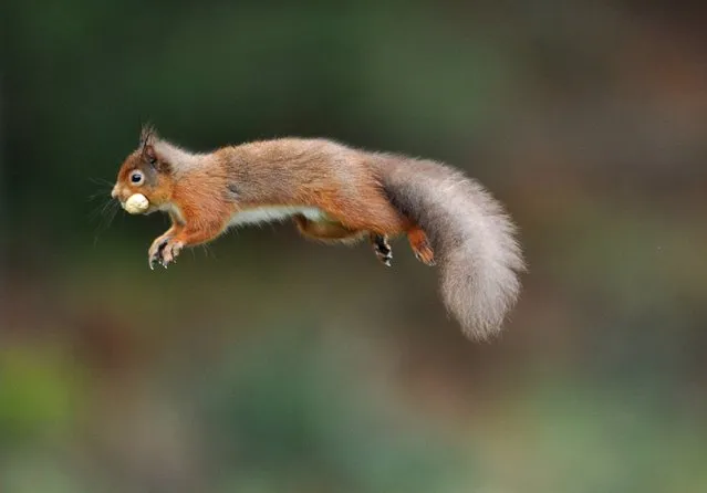 A Red Squirrel, with a nut in it's mouth, jumps across a wall in Kielder Forest, Northumberland, on March 7, 2014. Kielder Forest is England's largest forest at 250 square miles and is home to the largest remaining Red Squirrel population in England. (Photo by Owen Humphreys/PA Wire)