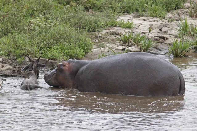 One of the biggest hippos protects the gnu as it makes its way back to the shoreline, guarding it from any further attacks. (Photo by Vadim Onishchenko/Caters News)