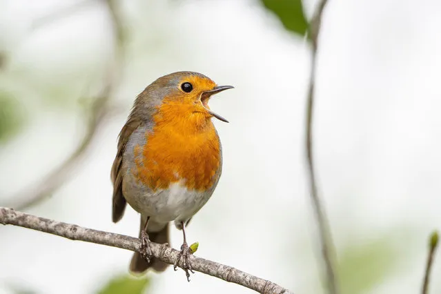A robin in full voice in Kidderminster, UK in the last decade of March 2024. (Photo by Lee Hudson/Alamy Live News)