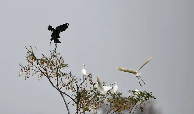 A glossy ibis (L) is spotted in Panshan Village of Xinzhou Town, Danzhou City, south China's Hainan Province, December 8, 2021. The glossy ibis, a close relative of the endangered crested ibis, is currently under China's top level of state protection. (Photo by Xinhua News Agency/Rex Features/Shutterstock)