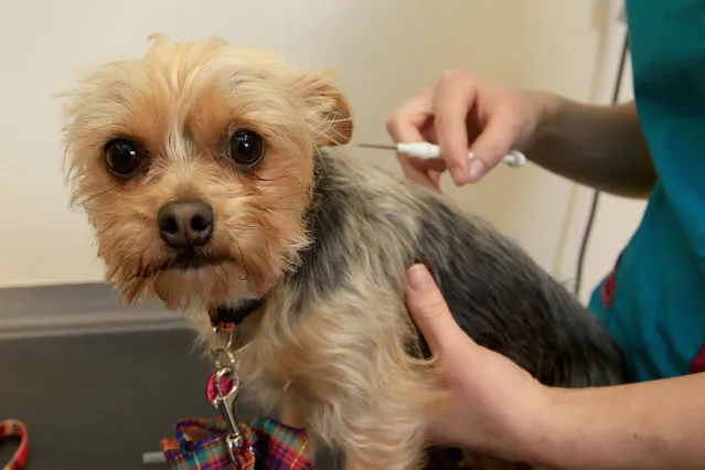 Ruby, a two-year-old Yorkshire Terrier, has a micro-chip implanted by Vet Amy Jennett at the PDSA Pet Hospital on April 4, 2016 in Wolverhampton, England. From 6th April 2016 it will  become law, in the UK, that all dogs should be microchipped and recorded in the National Canine Database. Many owners are unaware of the new legislation and it is estimated that more than 1 million dogs have still not been micro-chipped leaving owners facing fines. (Photo by Christopher Furlong/Getty Images)