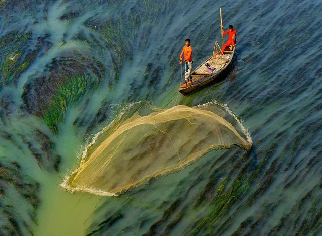 Fishermen are surrounded by green water as they use large nets to catch fish. The workers were pictured trying to find fish below the algae in Rajshahi, Bangladesh in the last decade of February 2024. (Photo by Bipul Ahmed/Solent News & Photo Agency)