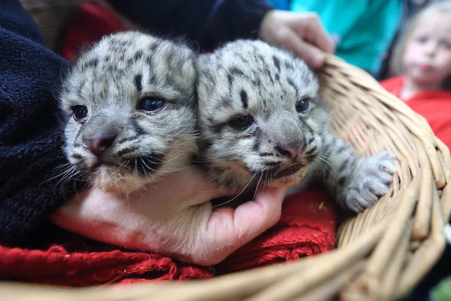 Two snow leopard cubs are presented to the public for the first time during a weighing event at Magdeburg Zoo in Magdeburg, Germany, 20 May 2015. The male cubs weighed in at 1.54 and 1.49 kgs respectively. Mother Dina gave birth to the twins on 06 May 2015. (Photo by Jens Wolf/EPA)