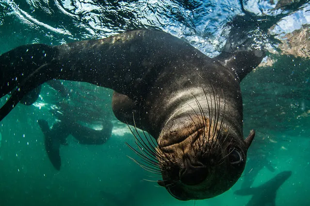 Seals use their long whiskers for hunting and feeling, taken on February 2016 in Plettenberg Bay, South Africa. (Photo by Rainer Schimpf/Barcroft Media)