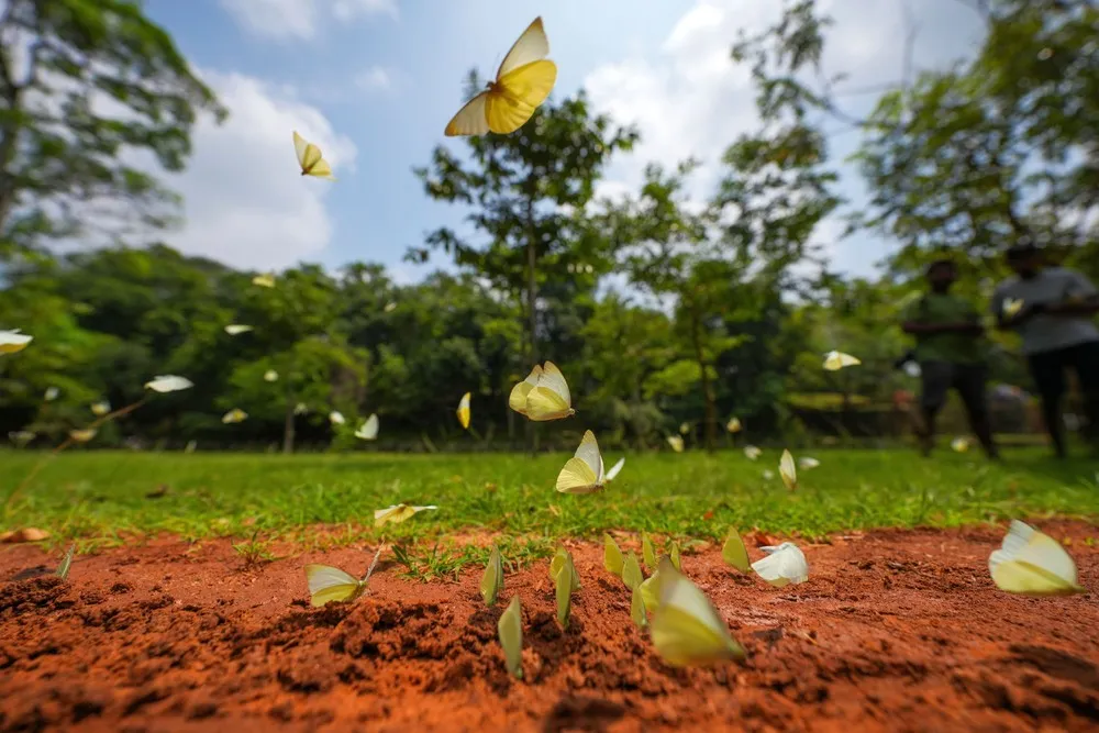 Some Photos: Insects