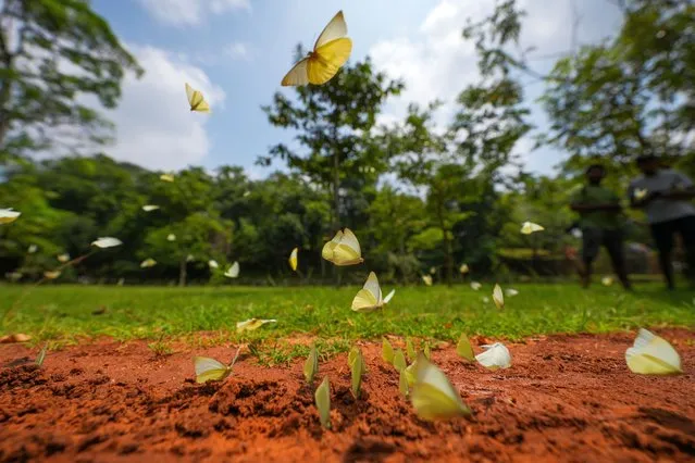 Daffodil-like butterflies are being seen in Dambulla, Sri Lanka on February 23, 2024. (Photo by Thilina Kaluthotage/NurPhoto/Rex Features/Shutterstock)