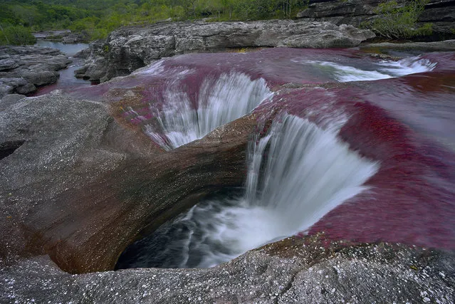The Cano Cristales River dug these giants kettles baptized Los Ochos in old Precambrian rocks of 1200 million years of the Sierra de la Macarena in Colombia. (Photo by Olivier Grunewald)