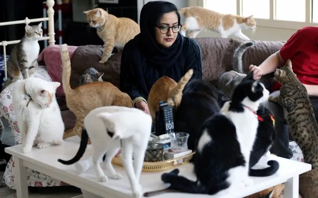 Dr. Amna Al Ahbabi who rescues stray and abandoned cats is seen at her home in Al Ain city, UAE on June 11, 2019. (Photo by Satish Kumar/Reuters)