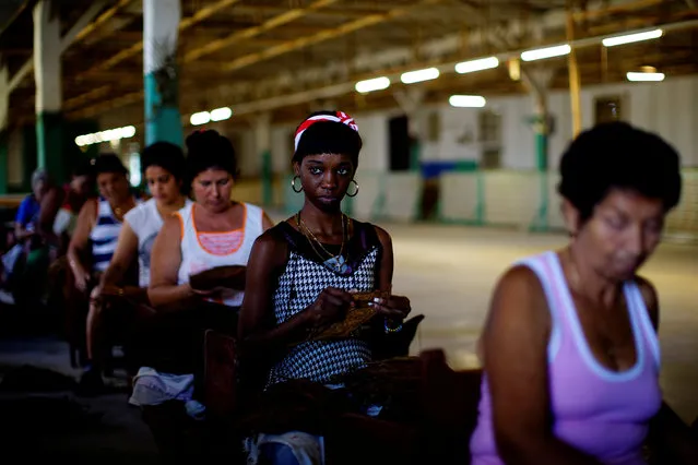 Workers prepare tobacco leaves at a tobacco factory in Cuba's western province of Pinar del Rio, Cuba on March 3, 2017. (Photo by Alexandre Meneghini/Reuters)