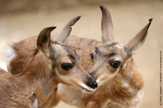 Two rare Peninsular pronghorns