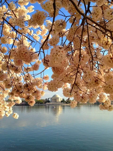 “Cherry blossom!!!” Cherry blossom along Tidal Basin overlooking Jefferson Memorial. Photo location: Washington DC. (Photo and caption by JJ Fu/National Geographic Photo Contest)