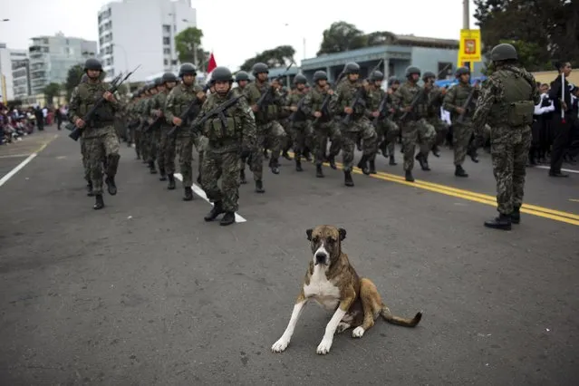 A dog rest as soldiers march in place during a parade in celebration of Saint Peter's day in Lima, Peru, Monday, June 29, 2015. (Photo by Rodrigo Abd/AP Photo)