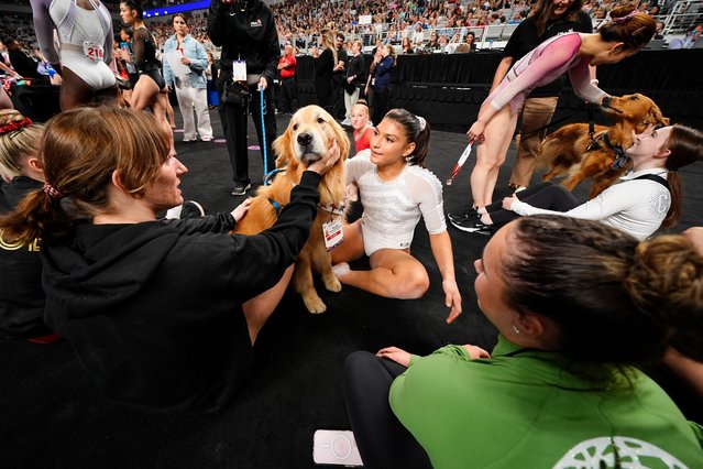 Support dogs are greeted by athletes during the US gymnastics championships in Fort Worth, Texas on June 2, 2024. The event was won by Simone Biles, the four-times Olympic gold medallist, who will soon take to the apparatus in Paris. (Photo by Julio Cortez/AP Photo)