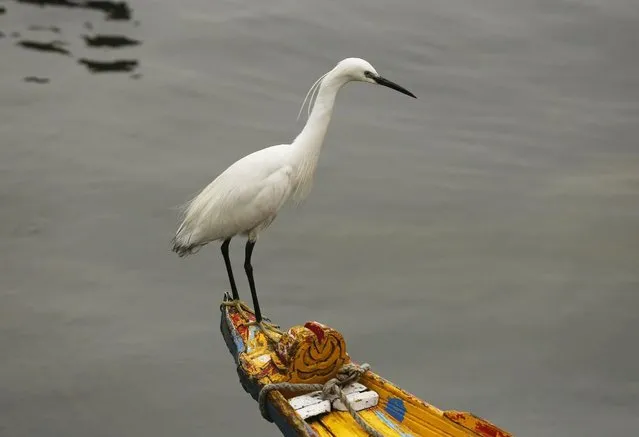 A bird takes rest on a tow-end of a Shikara (Gondola) during rains in Srinagar, the summer capital of Indian Kashmir, India, 04 May 2016. The region witnessed moderate rains bringing drop in temperature. (Photo by Farooq Khan/EPA)