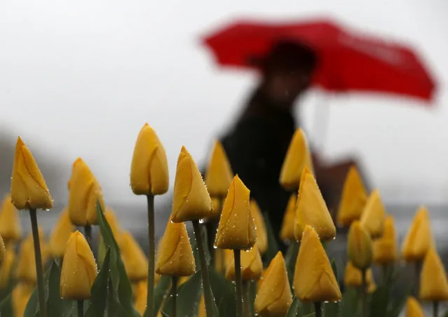 Raindrops cover the buds of a flower bed as a person walks by with an umbrella near the Hudson River waterfront during a rainy day, Wednesday, April 30, 2014, in Hoboken, N.J. The National Weather Service says much of the state could get 3 inches by Wednesday night and the storms are expected to go on until Thursday. (Photo by AP Photo)