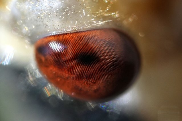 A close-up of an adult periodical cicada's compound eye, shortly after it shed its nymphal shell, is visible on Saturday, May 18, 2024, in Charleston, Ill. (Photo by Carolyn Kaster/AP Photo)