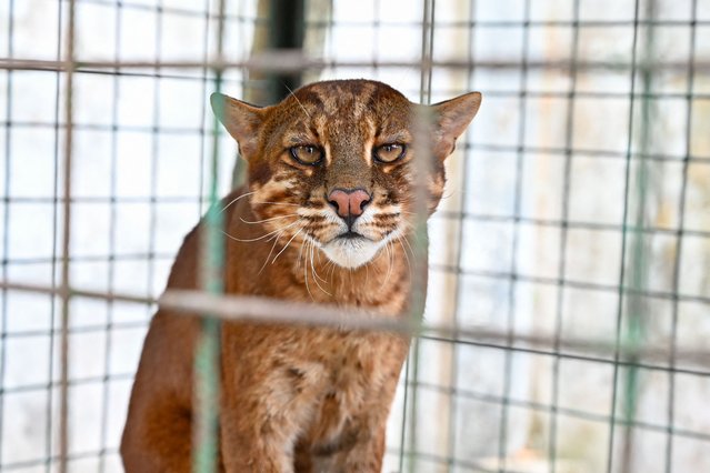 An Asian golden cat, which was found injured in a trap the previous month, is seen as it recuperates in an enclosure at the Indonesian Nature Conservation Agency (BKSDA) in Banda Aceh on July 24, 2024. (Photo by Chaideer Mahyuddin/AFP Photo)