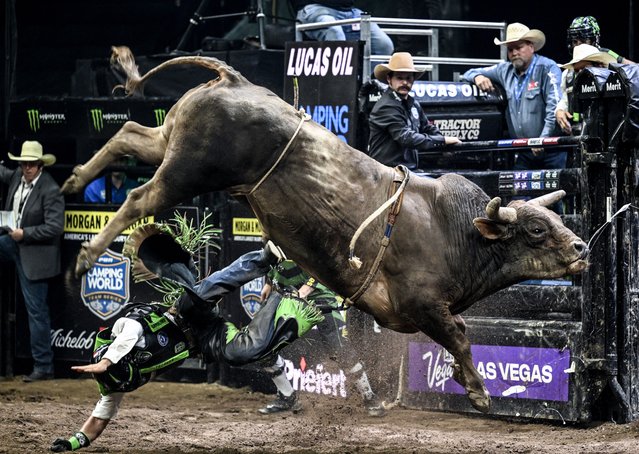 Professional bull riders compete during the PBR Unleash the Beast bull riding event at Barclays Center in New York, United States on August 11, 2024. (Photo by Fatih Aktas/Anadolu via Getty Images)