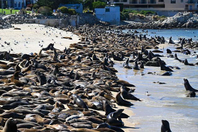 Hundreds of sea lions lay at the San Carlos beach in Monterey, California, United States on August 20, 2024. (Photo by Tayfun Coskun/Anadolu via Getty Images)