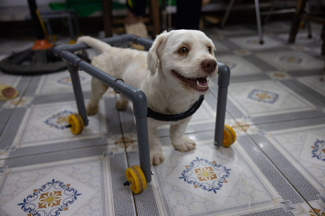 A dog is able to stand and walk with the aid of a wheeled support structure made by veterinary students, on June 12, 2024 in Hanoi, Vietnam. Pet owners can bring cats and dogs with limited mobility for traditional and electro-acupuncture treatment at a community veterinary clinic on the Vietnam National University of Agriculture campus, founded by 91 year old Dr. Pham Thi Xuan Van. (Photo by Chris Trinh/Getty Images)