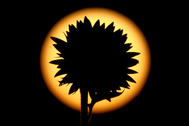 A sunflower is silhouetted against the setting sun in a field Saturday, September 7, 2024, near Lawrence, Kan. The field, planted annually by the Grinter family, draws thousands of visitors during the weeklong late summer blossoming of the flowers. (Photo by Charlie Riedel/AP Photo)