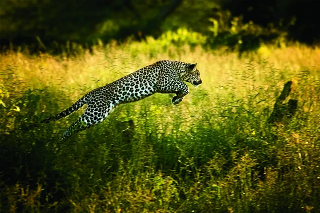 In a hunting game with her mother, a young leopard leaps through tall grass. This image is featured in National Geographic's exhibition “Women of Vision: National Geographic Photographers on Assignment”. (Photo by Beverly Joubert/National Geographic)