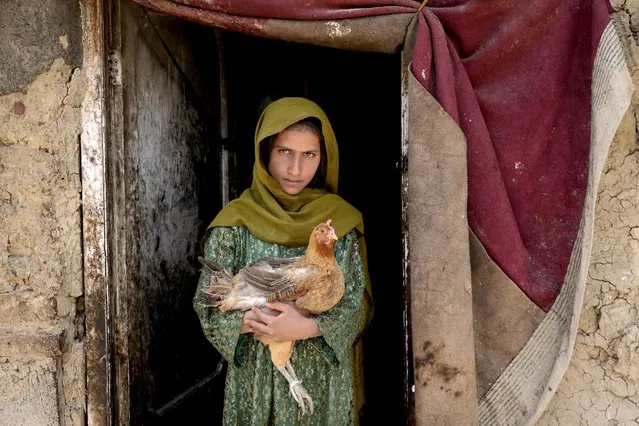 An Afghan girl holds a chicken as she poses for a photo, in Kabul, Afghanistan, Thursday, April 28, 2022. (Photo by Ebrahim Noroozi/AP Photo)