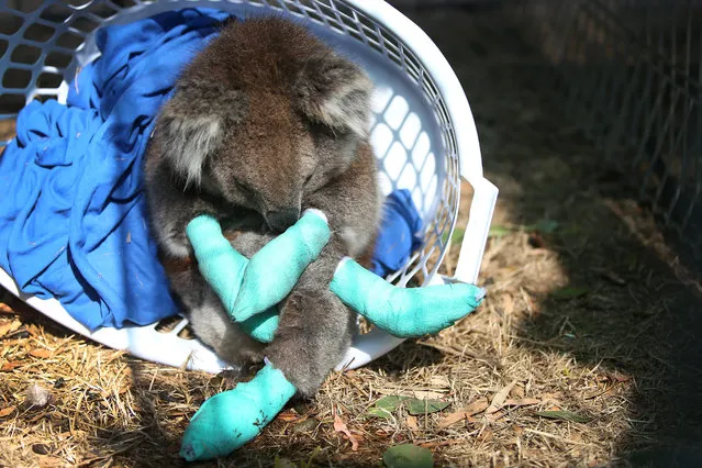 An injured koala rests in a washing basket at the Kangaroo Island Wildlife Park in the Parndana region on January 08, 2020 on Kangaroo Island, Australia. (Photo by Lisa Maree Williams/Getty Images)