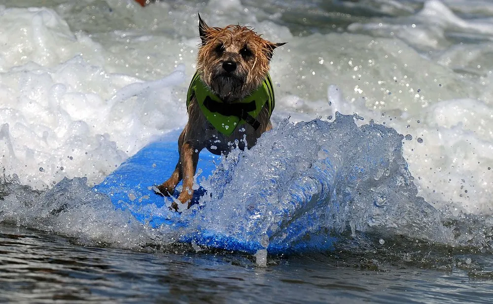 Surf Dogs