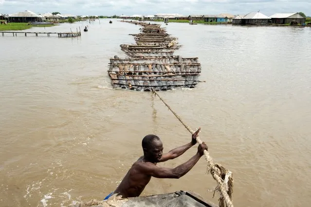 Elewuro, the captain of the tug boat, controls the collection of rafts attached to his boat, in Ipare, Ondo State, Nigeria, November 9, 2021. After hammering their logs into rafts, various loggers come together and rent a tug boat, which is used to transport all of their logs through water channels from Ondo State to Lagos State. (Photo by Nyancho NwaNri/Reuters)