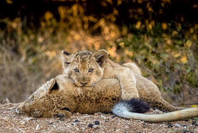 A pair of three month-old lion cubs cuddle up in the Greater Kruger national park, South Africa early October 2024. (Photo by Charlie Lynam/Solent News)