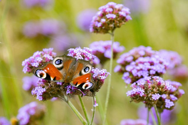 A peacock butterfly collects nectar in a meadow in the grounds of Schwerin Castle, in the north of Germany on September 4, 2024. (Photo by Ulrich Perrey/dpa)