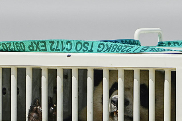 Ke Ke, a giant panda, arrives at the Hong Kong International Airport as a gift from China ahead of China's 75th National Day, in Hong Kong, China on September 26, 2024. (Photo by Lam Yik/Reuters)