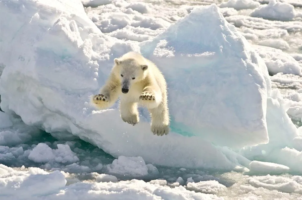 Cute animals began June 2012