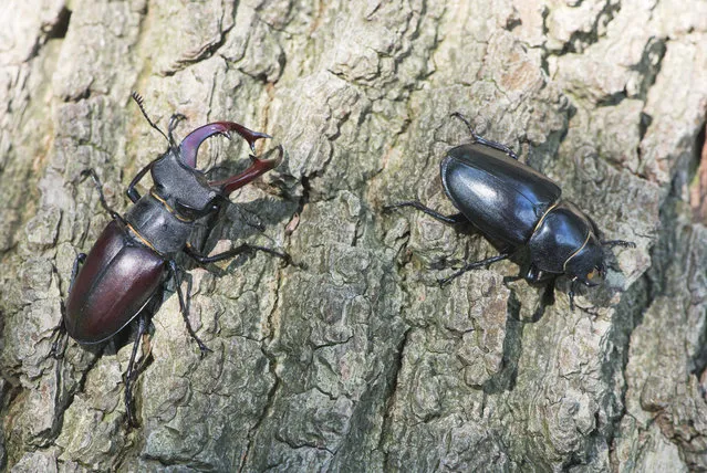 Male and female stag beetles. Creating log piles and recording sightings are two ways you can help endangered stag beetles – Britain’s largest land beetle – this summer. The wildlife charity People’s Trust for Endangered Species (PTES) has been recording stag beetle sightings for two decades. You can report any here. This year, PTES is calling for anyone who lives in a known stag beetle area to carry out a more in-depth survey to build on the 21 years of records it has already collected. (Photo by Erhard Nerger/imageBroker/Rex Features/Shutterstock)