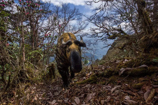 A takin (Budorcas taxicolor tibetana) shows up on the camera trap. (Photo by Emmanuel Rondeau/WWF UK/The Guardian)