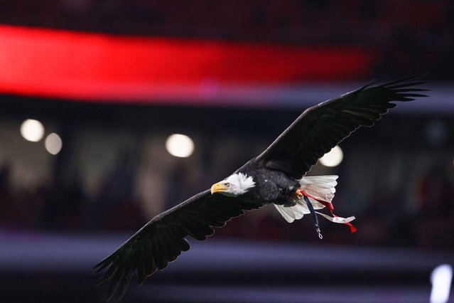 Benfica's mascot "Vitoria" the eagle flies over the pitch prior to the UEFA Champions League, League phase - Matchday 3, football between Benfica Lisbon and Feyenoord Rotterdam at the Luz Stadium in Lisbon, on October 23, 2024. (Photo by Filipe Amorim/AFP Photo)