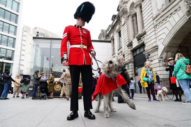 Seamus, the mascot of the Irish Guards, helps promote the Royal British Legion Poppy Appeal at Victoria Station in London on October 31, 2024. (Photo by Ben Whitley/PA Wire)