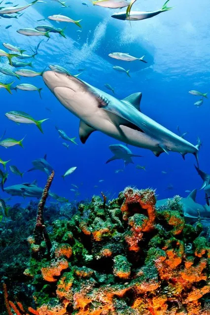 Caribbean reef shark, Bahamas. (Photo by Todd Bretl)