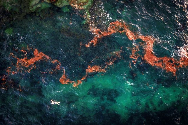 A lone swimmer is seen amongst a large line of floating debris at Clovelly Beach on October 17, 2024 in Sydney, Australia. Clovelly Beach is a few hundred metres north of Gordons Bay and Coogee beach, which are both closed due to a suspected oil spill. Thousands of 'tar balls' have been found across Eastern Suburbs beaches this week. (Photo by Brook Mitchell/Getty Images)