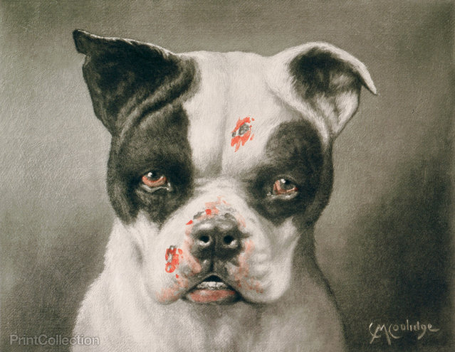 I'm a bad dog! What kind of a dog are you? (this is the actual title of the work) By C. M. Coolidge, created in 1885 as a hand-colored photogravure. Head-and-shoulders of a Boston terrier (?) with a bloody face. I guess there was a different view of cruelty to animals back in the 19th century.