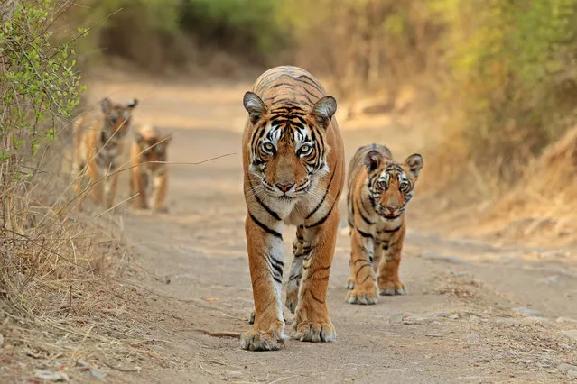 A mother Bengal tiger and her cubs at Ranthambore tiger reserve in Rajasthan, India on July 14, 2016. Having made a kill the day before, the mum and her well-fed youngsters were in good spirits – even taking time out to go for a quick swim. (Photo by Andy Rouse/Barcroft Images)