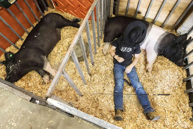 Brock Fisher, 6, takes a nap under a cooling fan with “Charlie” on Wednesday, August 3, 2022, while taking a break from helping 4-H members wrangle livestock during the Deschutes County Fair and Rodeo in Redmond, Ore. (Photo by Ryan Brennecke/The Bulletin via AP Photo)