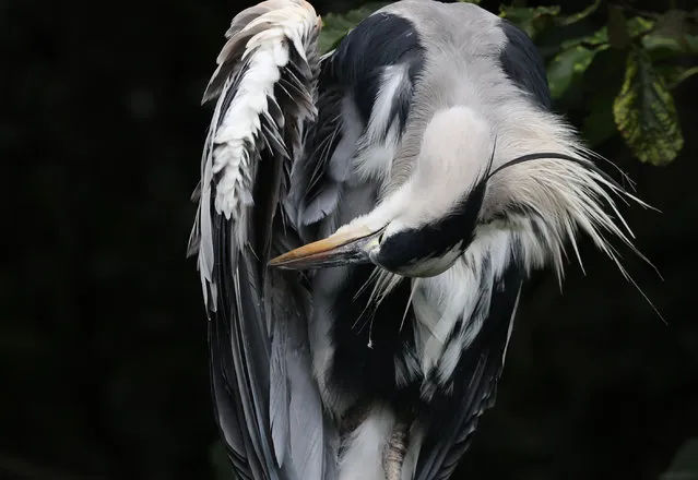 A Heron preening on the Dodder, Ireland on August 26, 2022.  (Photo by Nick Bradshaw/The Irish Time)
