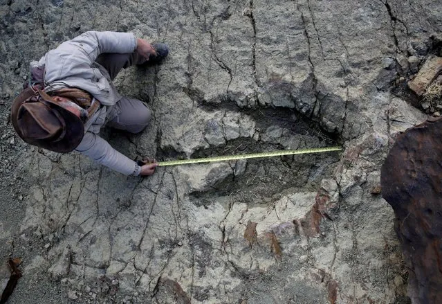 Paleontologist Sebastian Apesteguia measures the footprint made by a meat-eating predator some 80 million years ago and one of the largest of its kind ever found, at the Maragua Syncline, Bolivia, July 21, 2016. (Photo by David Mercado/Reuters)